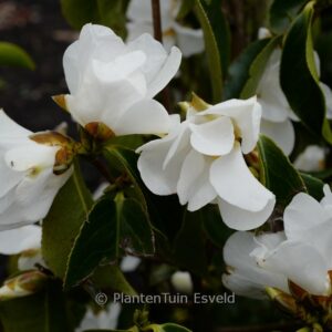 Camellia yushiensis