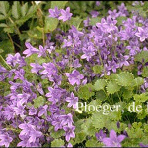 Campanula 'Birch Hybrid'