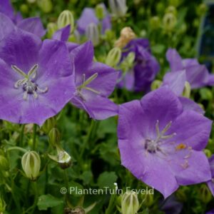 Campanula carpatica 'Blaue Clips'