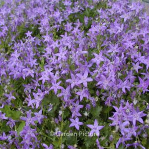 Campanula garganica