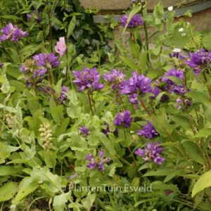 Campanula glomerata 'Superba'
