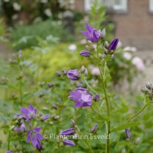 Campanula lactiflora 'Border Blues'