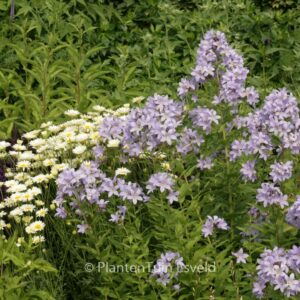 Campanula lactiflora 'Prichard's Variety'