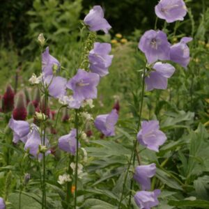 Campanula persicifolia 'Coerulea'