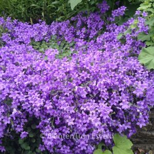 Campanula portenschlagiana