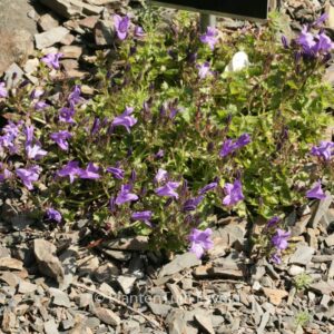 Campanula portenschlagiana 'Catharina'