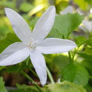 Campanula poscharskyana 'E.H. Frost'