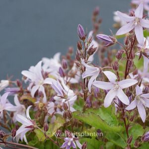 Campanula poscharskyana 'Lisduggan Variety'