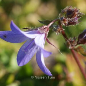 Campanula poscharskyana 'Stella'
