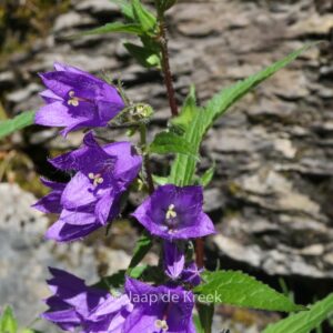 Campanula rapunculoides