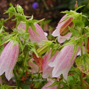 Campanula takesimana