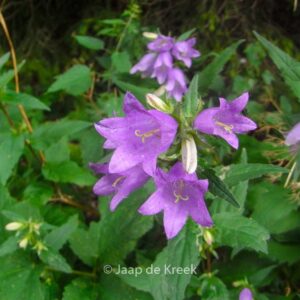 Campanula trachelium