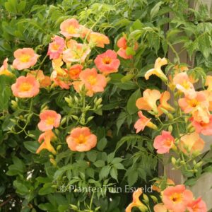 Campsis grandiflora 'Fransa'