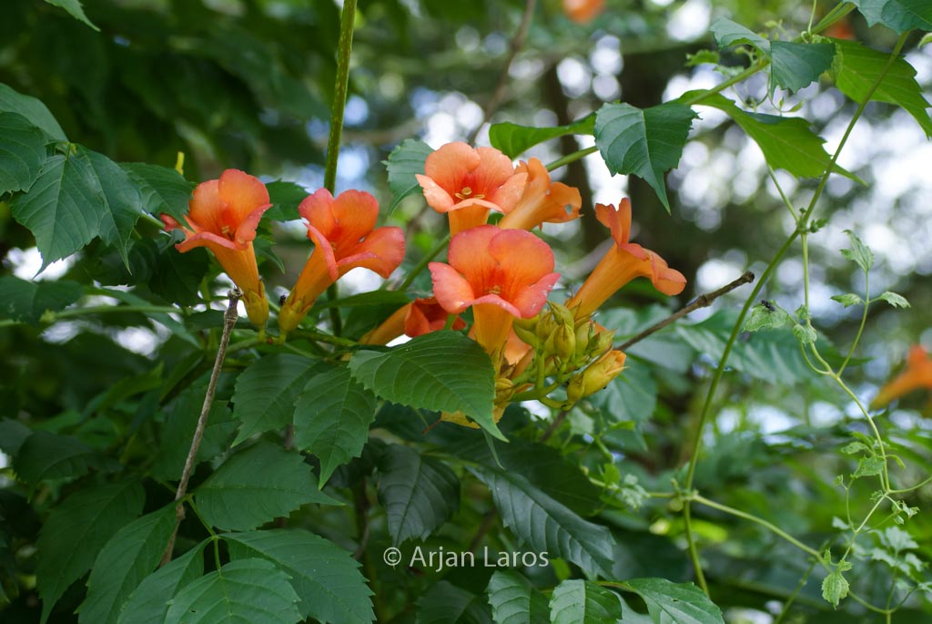 Campsis tagliabuana 'Kudian' (INDIAN SUMMER)