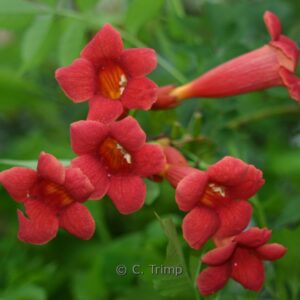 Campsis tagliabuana 'Mme Galen'