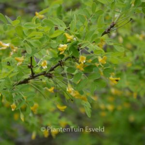 Caragana arborescens