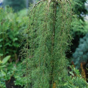 Caragana arborescens 'Walker'