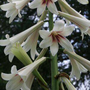 Cardiocrinum giganteum
