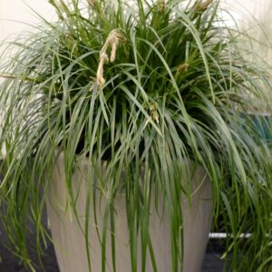Carex 'ET CRX02' (RIBBON FALLS)