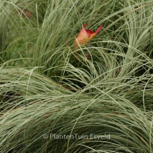 Carex comans 'Frosted Curls'
