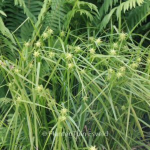 Carex grayi