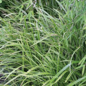 Carex morrowii 'Ice Dance'