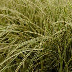 Carex morrowii 'Vanilla Ice'