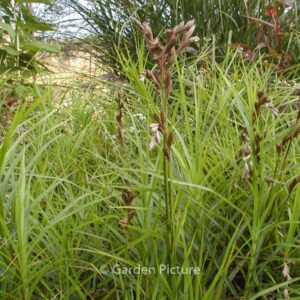 Carex muskingumensis