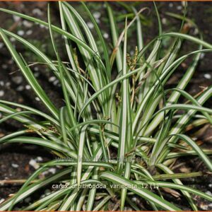 Carex ornithopoda 'Variegata'
