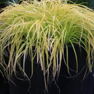 Carex oshimensis 'Cov' (EVERILLO)
