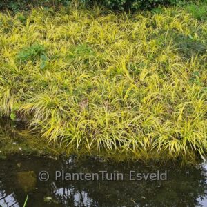Carex oshimensis 'Evergold'
