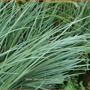 Carex panicea 'Pamira'