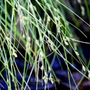Carex remota