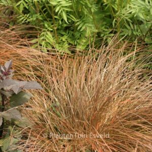 Carex testacea 'Prairie Fire'