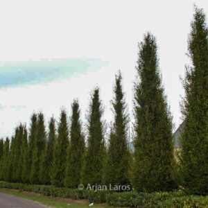 Carpinus betulus 'Fastigiata'