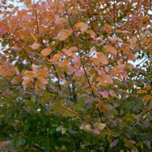 Carpinus betulus 'Lochglow' (ROCKHAMPTON RED)