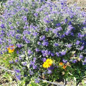 Caryopteris clandonensis 'Blauer Spatz'