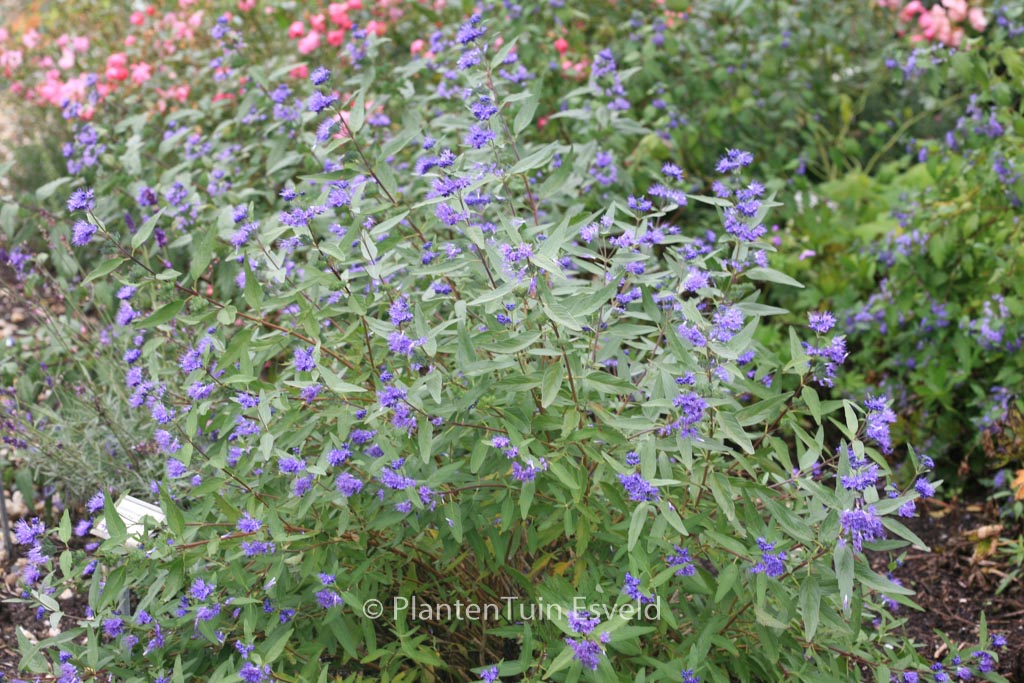 Caryopteris clandonensis 'Heavenly Blue'