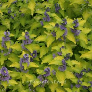 Caryopteris clandonensis 'Lisaura' (HINT OF GOLD)