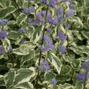 Caryopteris clandonensis 'White Surprise'