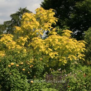 Catalpa bignonioides 'Aurea'