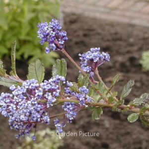 Ceanothus 'Blue Sapphire'