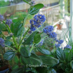 Ceanothus griseus 'Yankee Point'