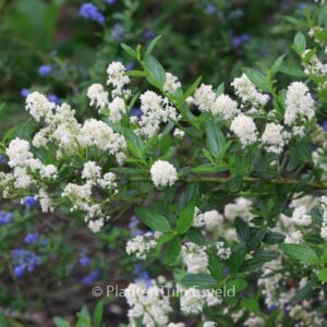 Ceanothus thyrsiflorus 'Millerton Point'