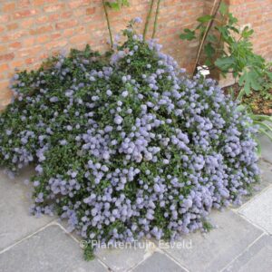 Ceanothus thyrsiflorus repens