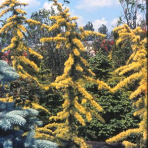 Cedrus libani 'Atlantica Aurea'