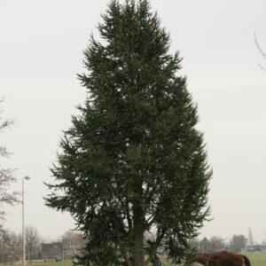 Cedrus libani 'Fastigiata'