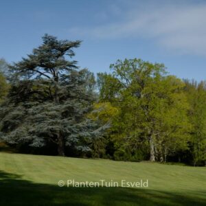 Cedrus libani 'Glauca Group'