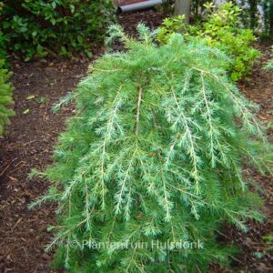 Cedrus libani 'Sargentii'