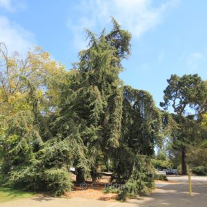 Cedrus libani brevifolia